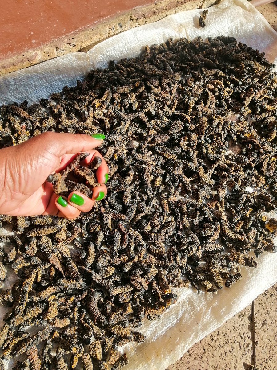 Munaka_Wamani's tweet photo. 📍: Pretoria East "Silverton"
🚚:Nationwide courier
📞:0727624228 /0815724879. #Vendatwitter #VhuvhambadziDrive #DjSbu #MopaniWorms #GirlTalkZA #honeydew #Faith #lisbeth #missshozi #Nigerians #puleng https://t.co/MYSMM2tZ1Z