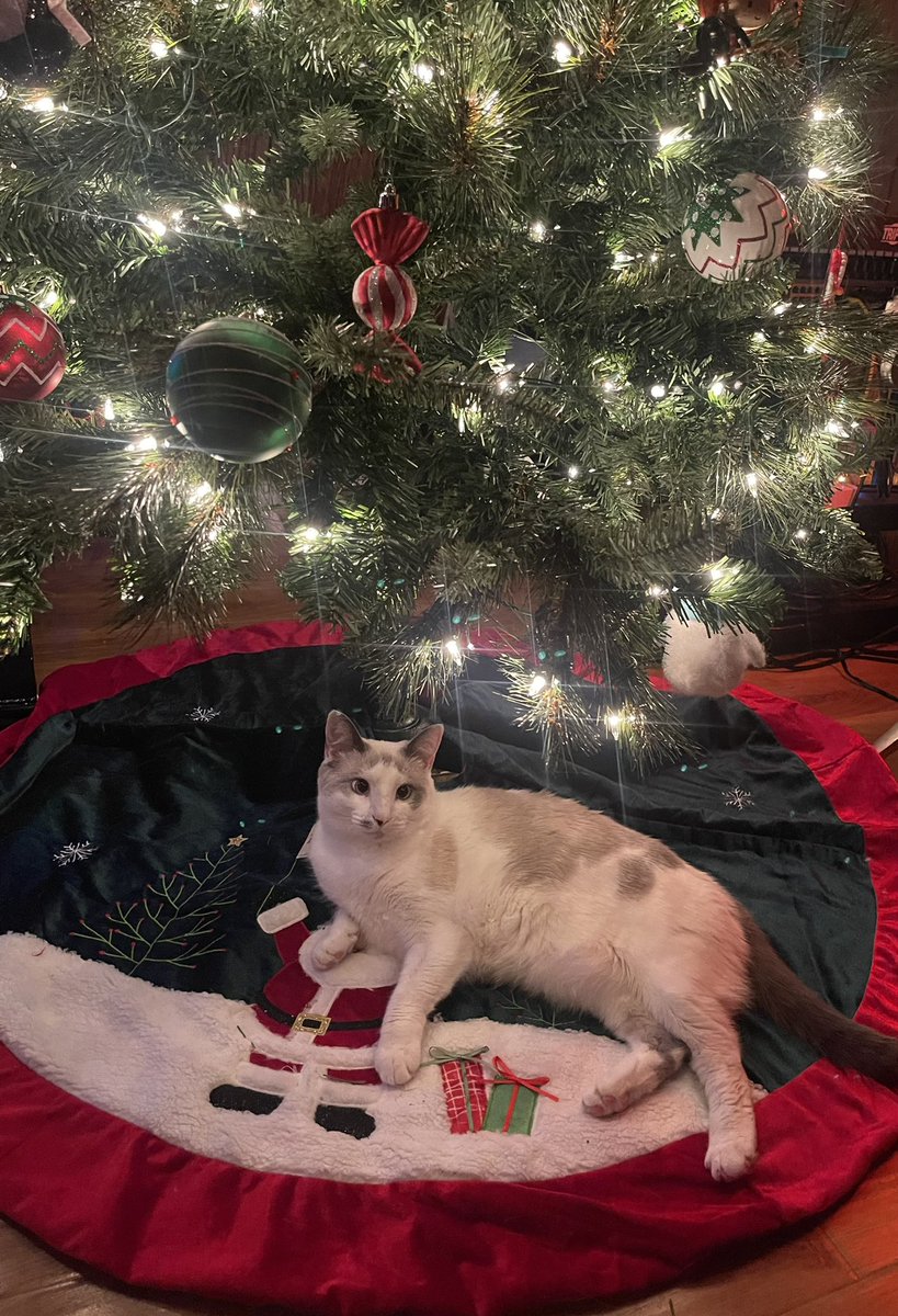 CodeBlueBunny's tweet photo. Grace’s first time celebrating Christmas 🎄 I think she’s a fan 🥰 #Christmas #CatsOnTwitter #christmascat https://t.co/a66bbM7Etg