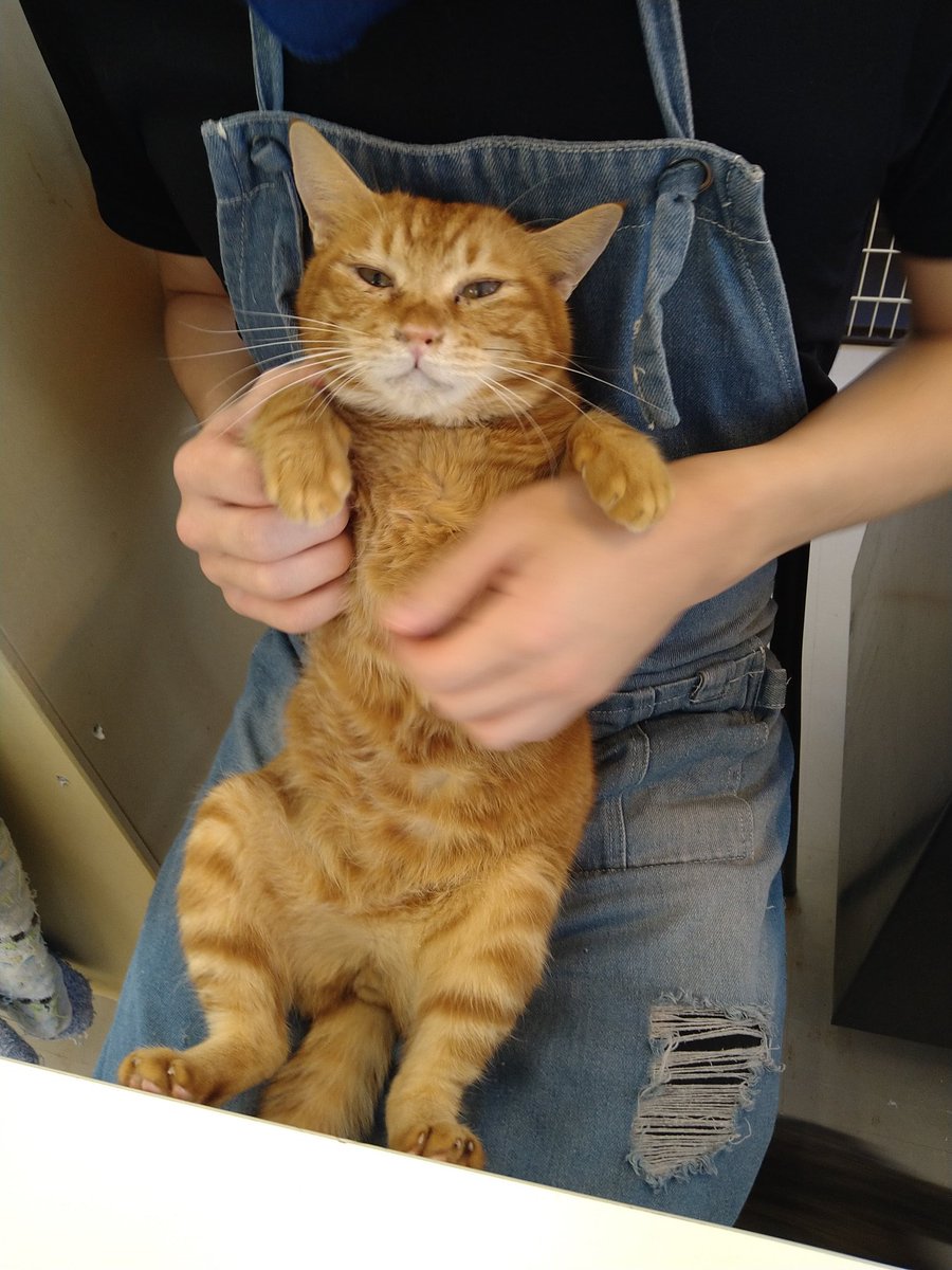 cat_cafe28's tweet photo. チャチャおおぉ https://t.co/LsTXK6sjuP