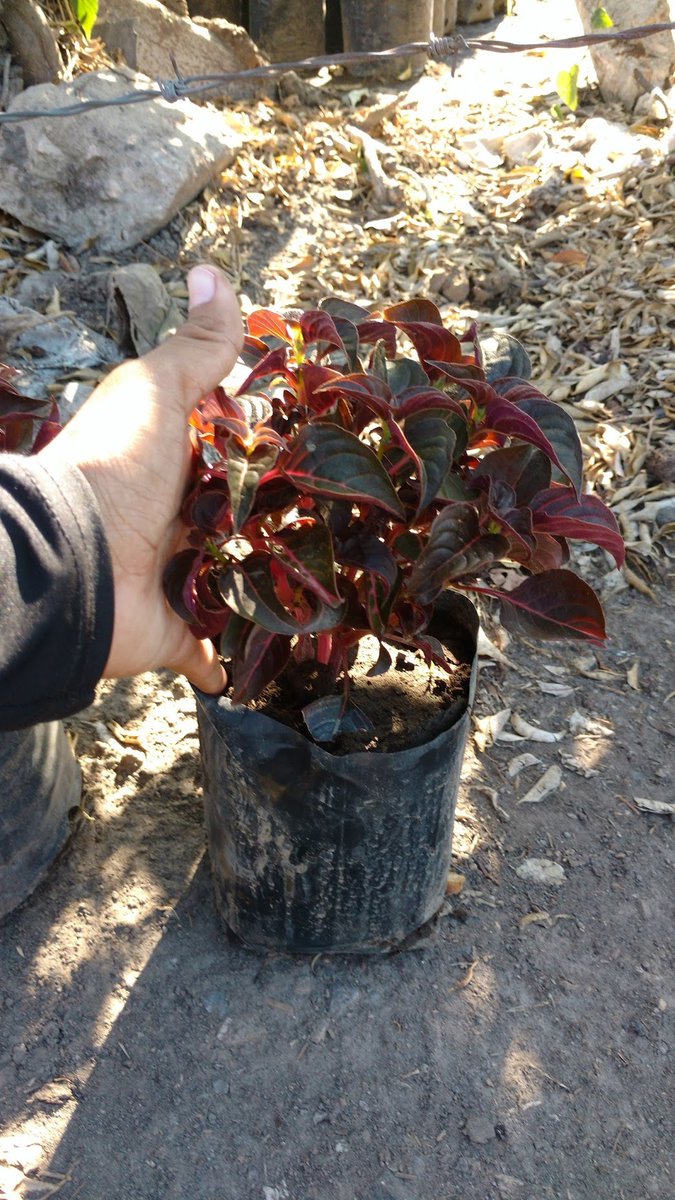 FlorVivero's tweet photo. 🎯AMARANTOS
🔰BOLSA 2 LITROS
📍CUAUTLA, MORELOS
📲7351023328 📲 7351023104
#viverolaflordemorelos #viverosenmorelos #viverosencuautla #Plantas #planta #Amaranto #Amarantos #setos #amarantos #setos #jardin #jardines #naturaleza #vidaverde #decoración #decoraciones https://t.co/6DNntqN21t