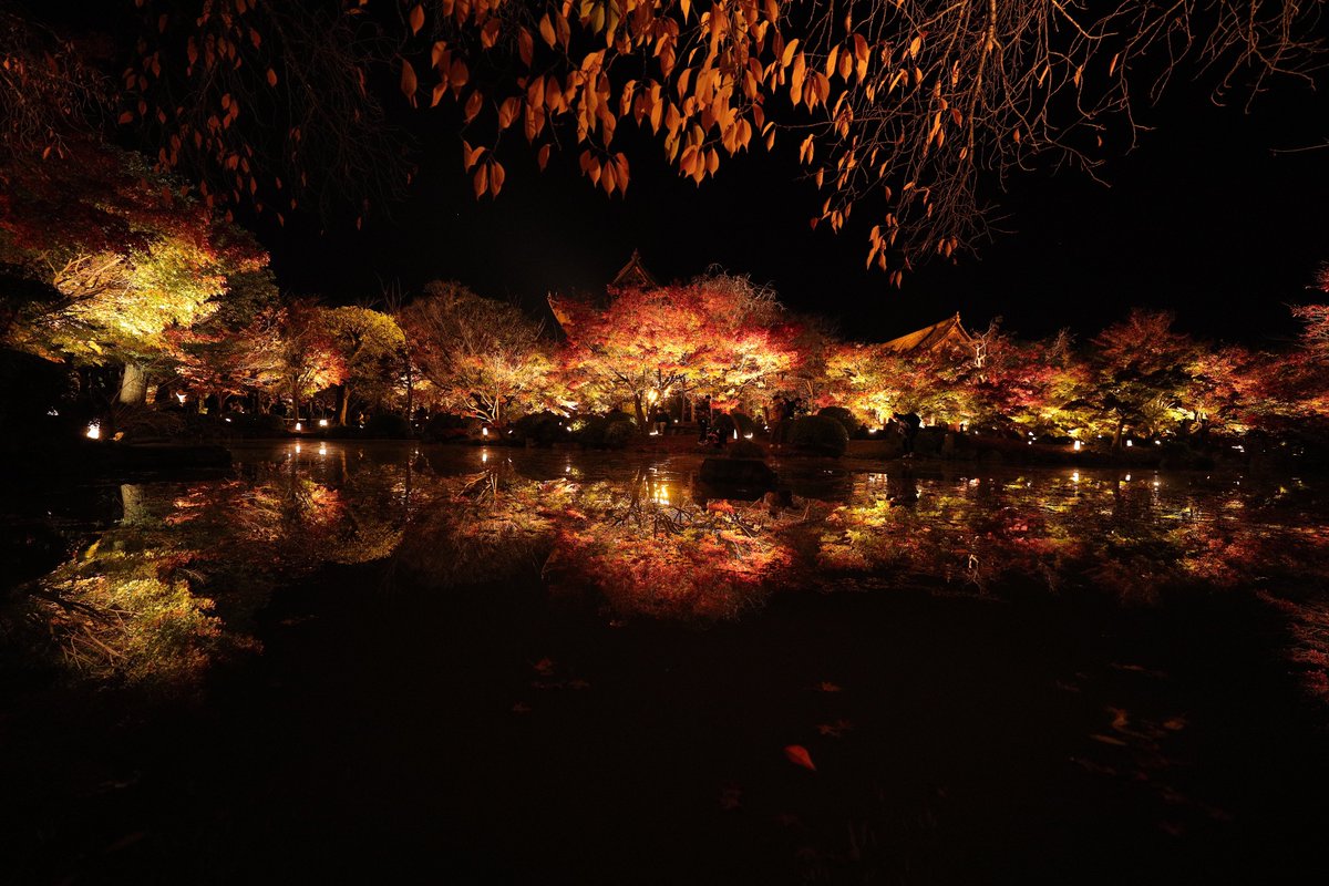 juni7952's tweet photo. 2022.11.24
京都 東寺　紅葉　ライトアップ
リフレクションしか撮らない　

Canon EOS R
EF16-35mm F2.8L Ⅲ USM
#京都 #東寺 #紅葉 #ライトアップ 
#EOSR #my_eos_photo #photo_short_tripp #tokyocameraclub 
#kyoto #toji #autumncolors #reflection #東京カメラ部 #キリトリセカイ https://t.co/B7oquuzpfY