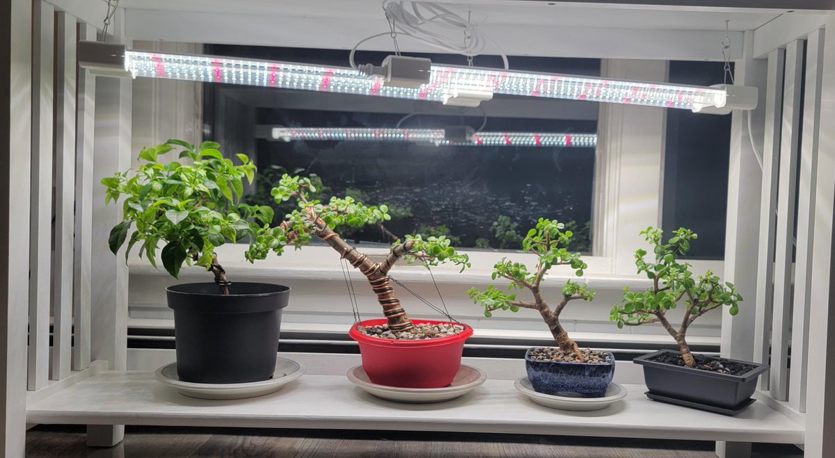 slashBonsai tweet picture