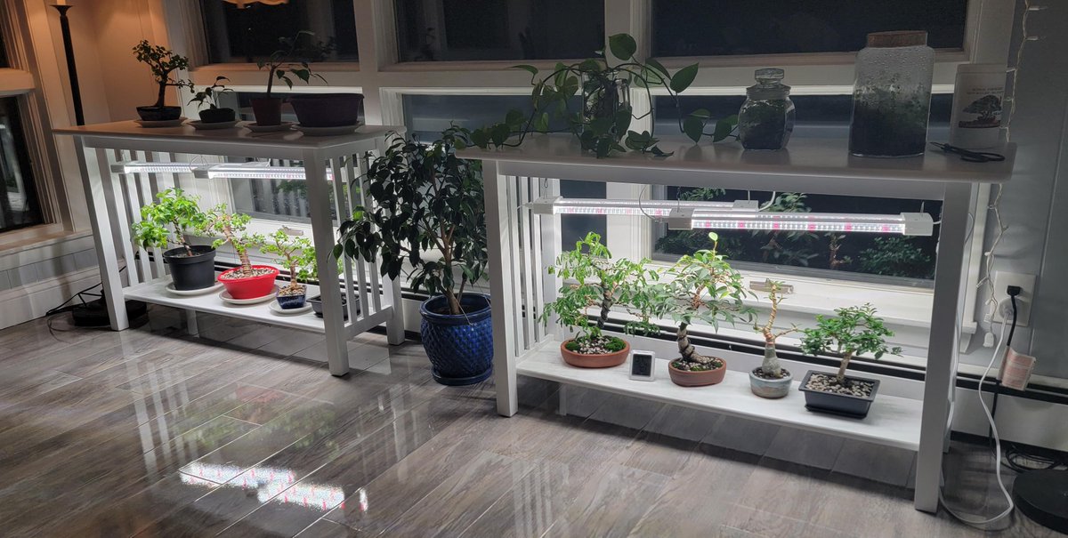 slashBonsai's tweet photo. What's everyone's tropical winter setup?
https://t.co/vixRKQlr8h https://t.co/R8Spso8qGX