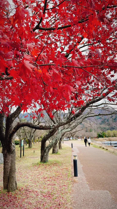 紅葉見に来ました 