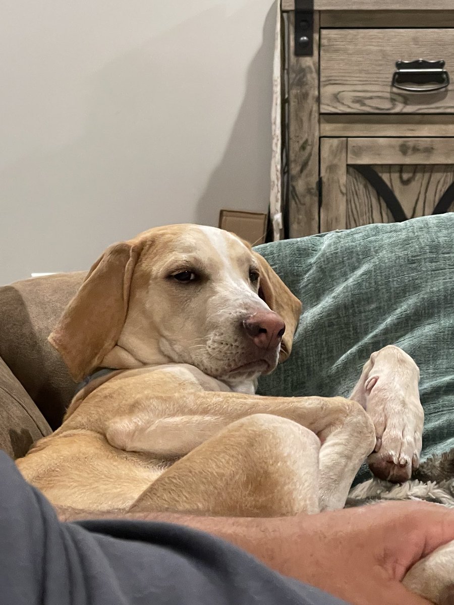 BrownieTurd's tweet photo. Funniest Penny moment today was when she whined long and loud to be near us, and mid whine burped super loud. 🤣 #NotLadyLike #TurdIsNotALady #ABoyAndHisFavoriteDog #FoulTurd #PennyTurd https://t.co/IuwTmaDG41