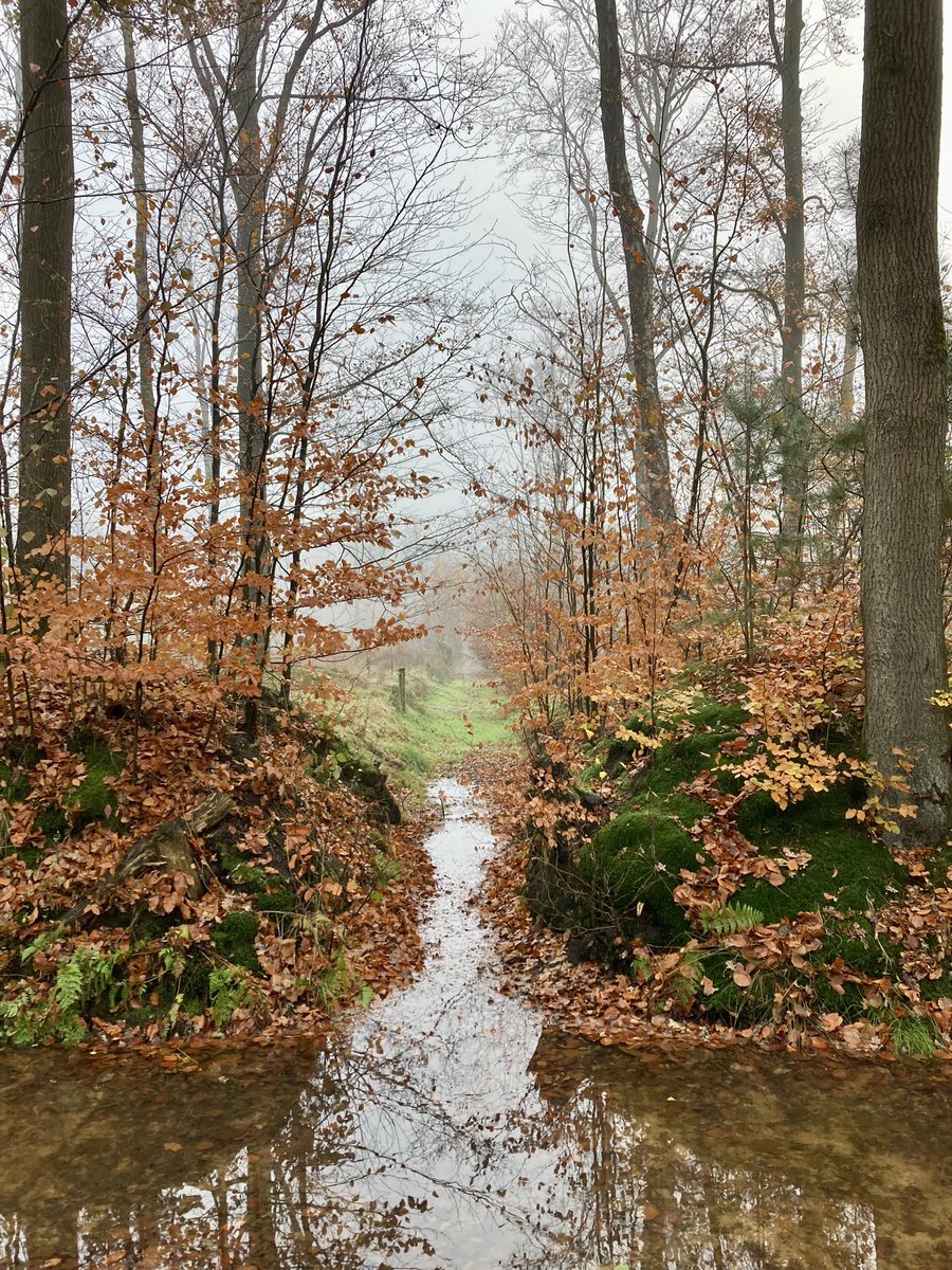 WaandersR's tweet photo. Gisteren (deel 2 van) etappe 1 van het prachtige #Twentepad gewandeld met @GastEllen #tubbergen #mist https://t.co/mAI8WB8fI4