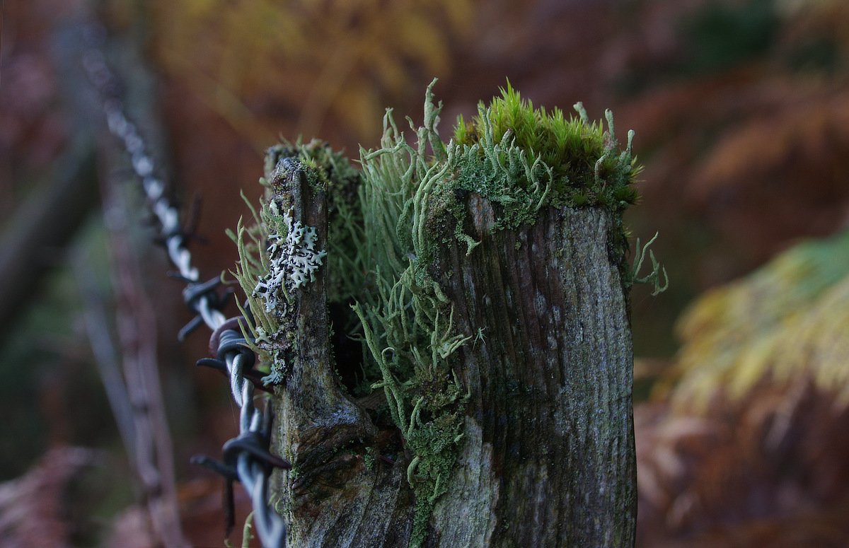 wilde_eep's tweet photo. Autumnal forest edge #FencepostOfTheWeek https://t.co/0dVMJy2qzo