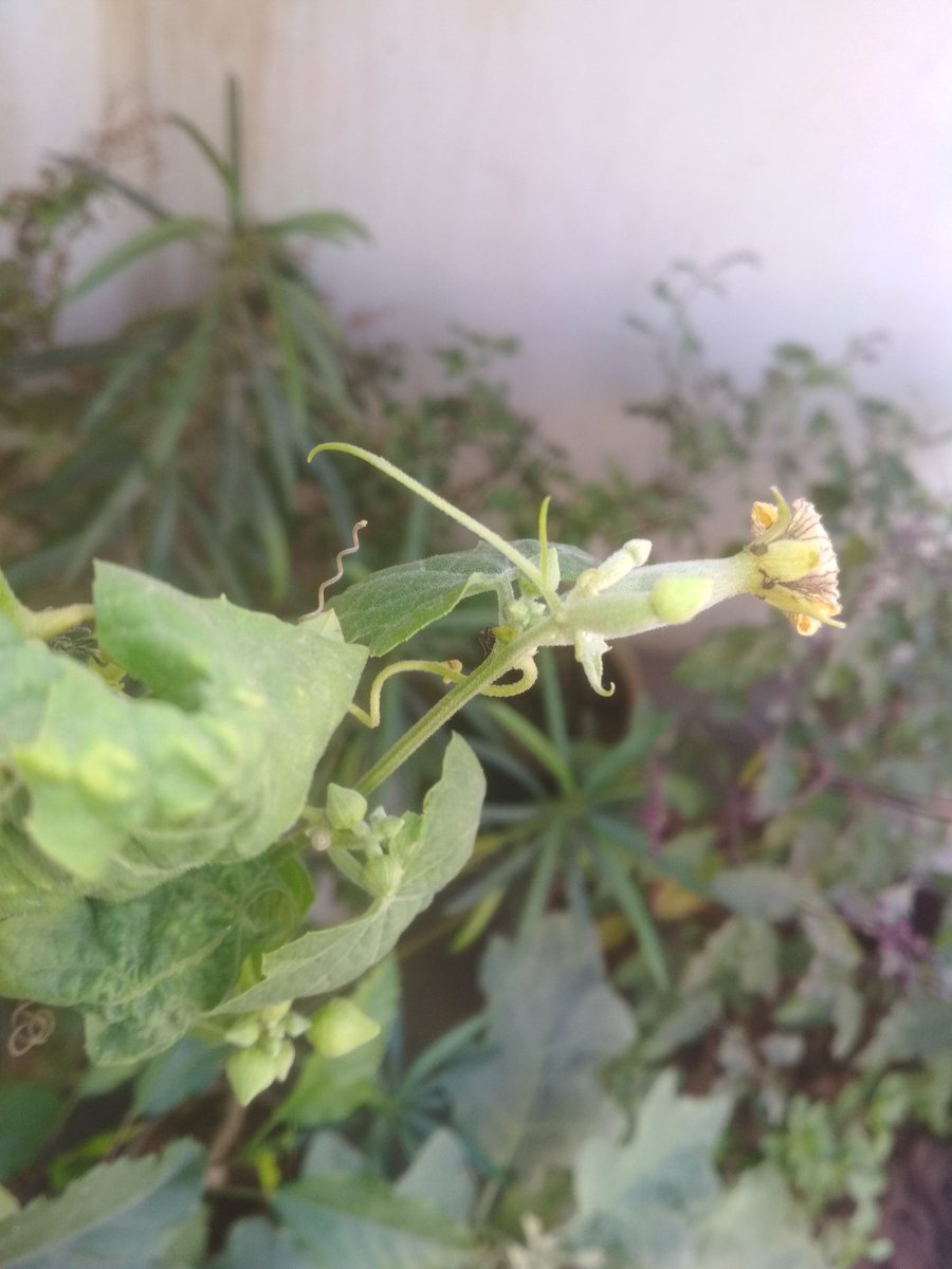 lalitainsa130's tweet photo. The ultimate goal of home gardening is not to grow up all plants 🌿 but to maintain it's beauty.
#Palnts #treepantation #beauty
#nature #naturebeauty #sundaymorning #sundayfun https://t.co/es6Q2r7M1A