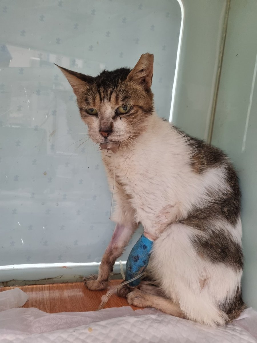 brabo_help's tweet image. 브라보를 보고 왔습니다.혈검 결과, 당장 수술을 하기에는 무리가 있다고 하시면서 회복부터 해야한다고 하셨습니다. 
브라보는 길냥이 혐오가 심한 동네에서 발견했으며 매일밤 아픈몸을 이끌고 약과 캔을 먹으려고 노력했으나 너무고통스러워한 아이입니다
카뱅 3333213653344 ㅂㅅㅇ