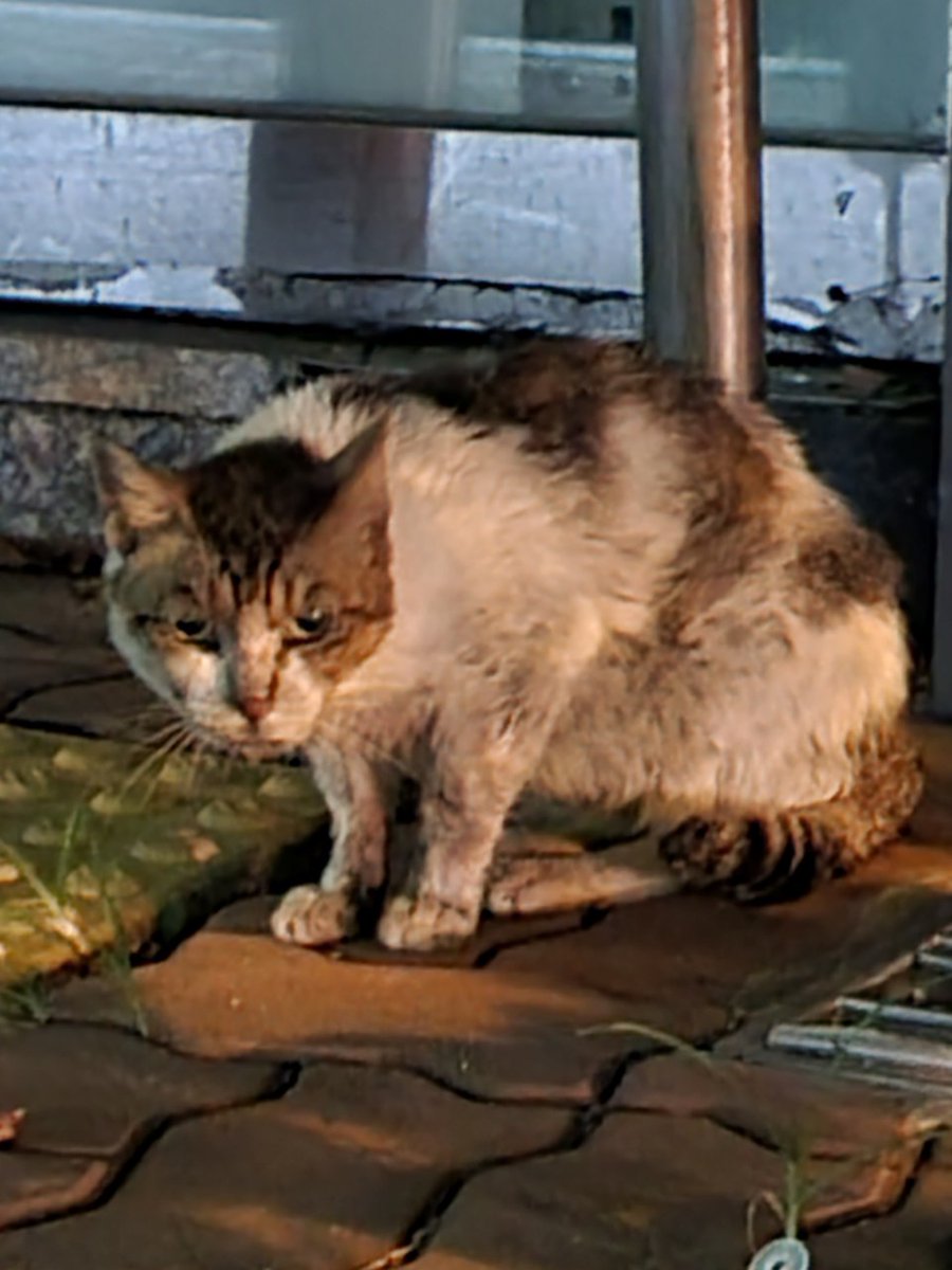 brabo_help's tweet image. 브라보콘 구조 전 사진입니다
편히 입원장에서 쉬는 모습을 보니 더 빨리 구조를 못 해 준 게 정말 미안합니다
현재 20만원 정도 모금액이 모였습니다
구내염과 구순염을 앓고 있는 브라보 치료를 제발 도와주세요
커피 한잔값이라도 큰힘이 됩니다
카뱅 3333213653344 ㅂㅅㅇ