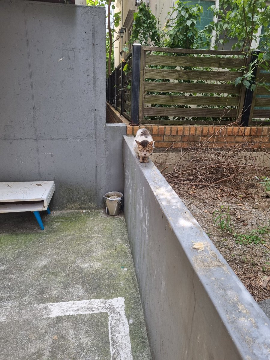 brabo_help's tweet image. 브라보콘 구조 전 사진입니다
편히 입원장에서 쉬는 모습을 보니 더 빨리 구조를 못 해 준 게 정말 미안합니다
현재 20만원 정도 모금액이 모였습니다
구내염과 구순염을 앓고 있는 브라보 치료를 제발 도와주세요
커피 한잔값이라도 큰힘이 됩니다
카뱅 3333213653344 ㅂㅅㅇ