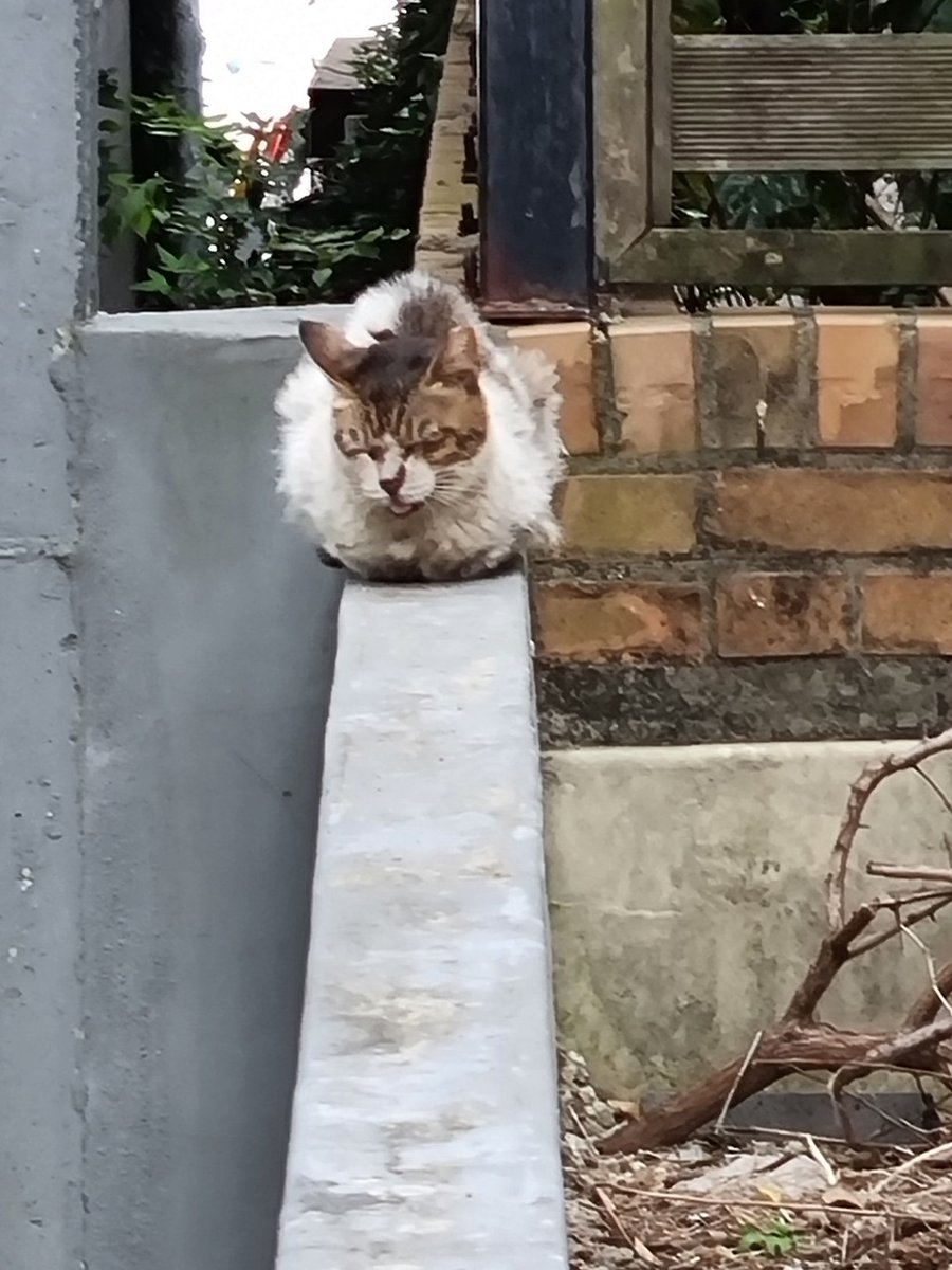 brabo_help's tweet image. 브라보콘 구조 전 사진입니다
편히 입원장에서 쉬는 모습을 보니 더 빨리 구조를 못 해 준 게 정말 미안합니다
현재 20만원 정도 모금액이 모였습니다
구내염과 구순염을 앓고 있는 브라보 치료를 제발 도와주세요
커피 한잔값이라도 큰힘이 됩니다
카뱅 3333213653344 ㅂㅅㅇ