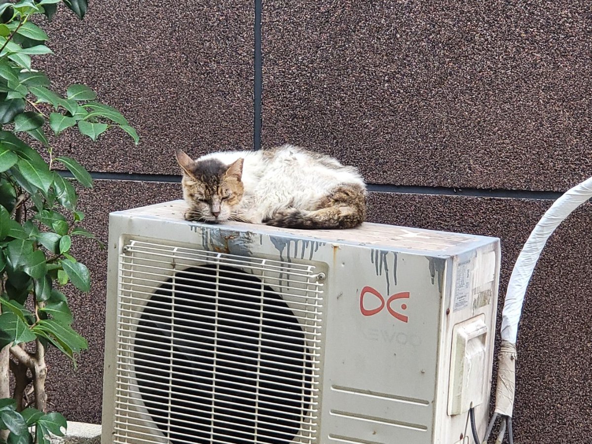 brabo_help's tweet image. 브라보콘 구조 전 사진입니다
편히 입원장에서 쉬는 모습을 보니 더 빨리 구조를 못 해 준 게 정말 미안합니다
현재 20만원 정도 모금액이 모였습니다
구내염과 구순염을 앓고 있는 브라보 치료를 제발 도와주세요
커피 한잔값이라도 큰힘이 됩니다
카뱅 3333213653344 ㅂㅅㅇ