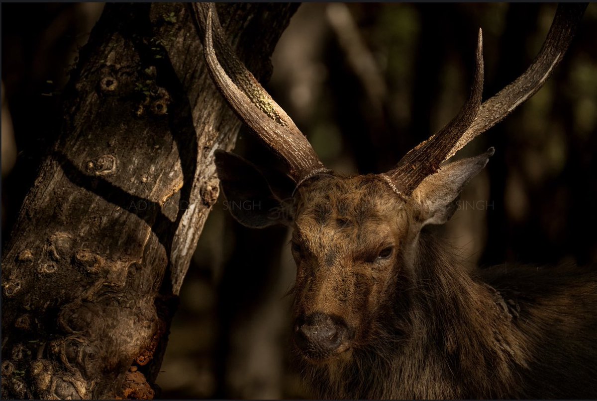 adityadickysin's tweet photo. The rutting season for Sambar deer is in full swing
 #ranthambhore https://t.co/Tq65d4DbnH