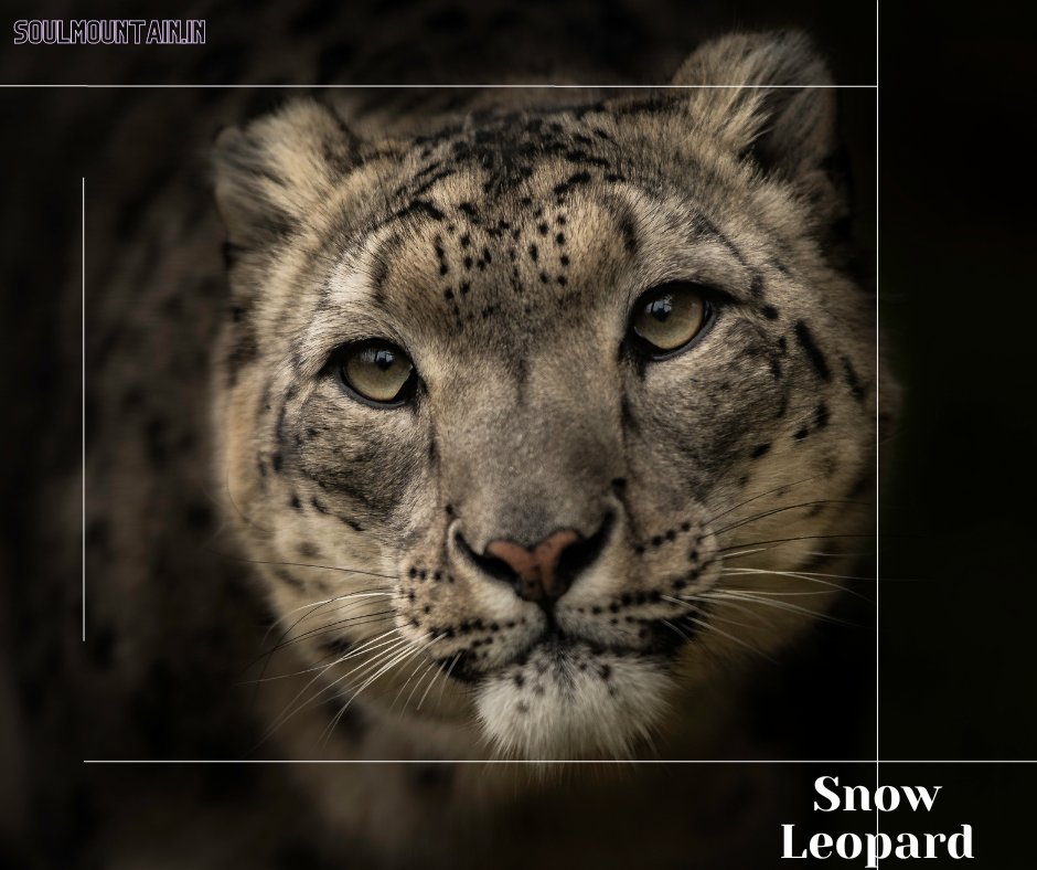 Snow Leopard, one of most successful predators in Himalayas.

#mountainvillage #Himalayas  #nature #travelresponsibly  #travelresponsibly #travelphotos #HimachalPradesh #soultravel #wlidlife #animals
