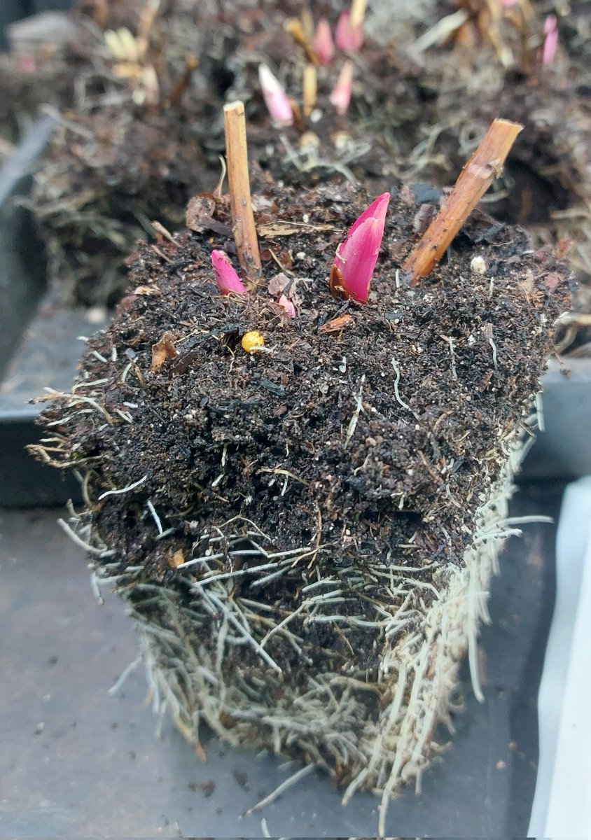 Time to pot up the peony seedlings. These are 4 year old Paeonia veitchii that may flower next year if we're lucky!

#peony #paeoniaveitchii #paeonia #grownfromseed #seedgrown #propagation #peatfree #mailorderplants #plantsforsale