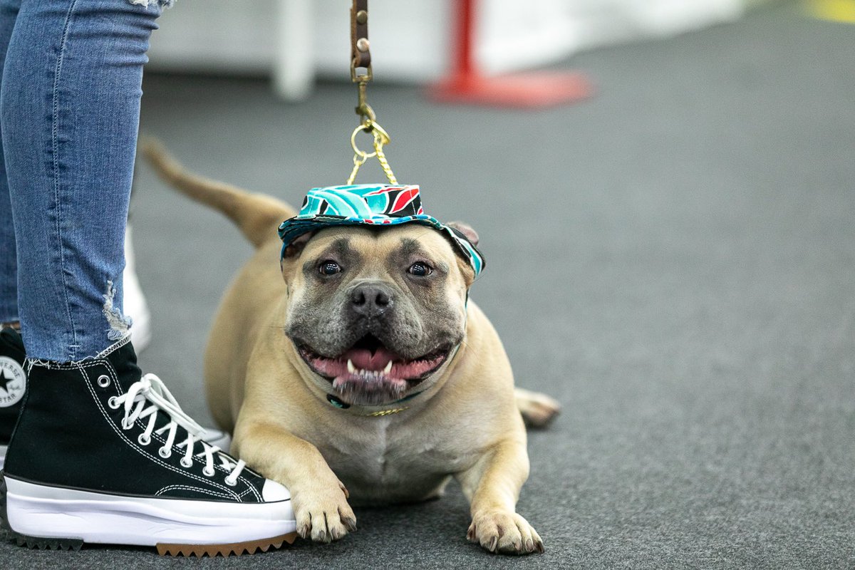 infecar's tweet image. ¿Planes para hoy domingo? 

¿Qué mejor manera de pasarlo bien que viniendo a #Animundo 🐶🐱?

Hoy tenemos un variado programa de charlas y talleres junto a las cuatro pasarelas de adopción donde podrás conocer a los amigos peludos de cuatro patas que necesitan un nuevo hogar.