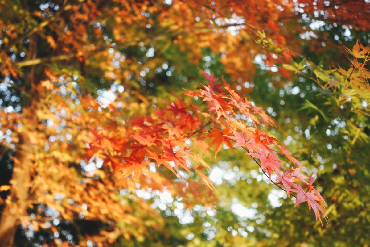 no humans scenery leaf autumn leaves outdoors blurry autumn  illustration images