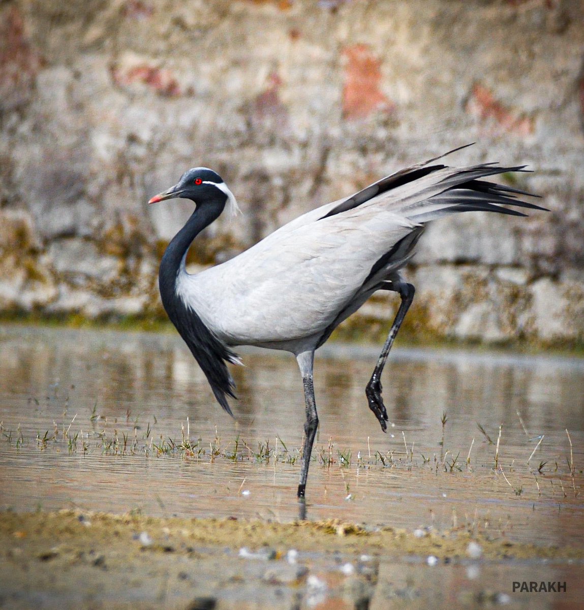 KB1997_'s tweet photo. They're back again in big numbers. This beautiful picture from last season.❤️
Demoiselle Crane
#TalChappar, #Rajasthan
Feb 2022 (Parikh Vijay)
#IndianBirds #IndiAves #BirdTwitter #BirdsSeenin2022 #birdphotography https://t.co/kap37oJzcl