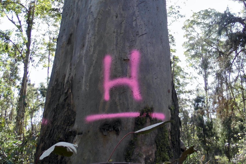 CloudsCreek's tweet photo. Today, I again wrote to @NSW_EPA and @James_HGriffin to request an URGENT modification of logging in Koala Habitat in #EllisStateForest.
FCNSW, Forestry & Environment Ministers, and EPA have failed in a duty to detect or protect surviving endangered #koalas after 2019 bushfires. https://t.co/AsBFcQvBcW