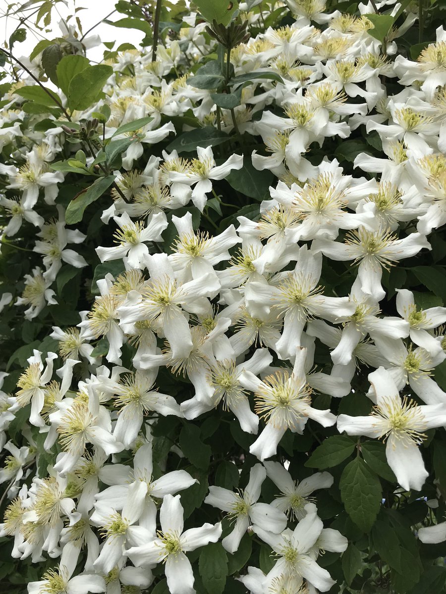 #AlphabettyBlooms eXplosion of flowers clematis