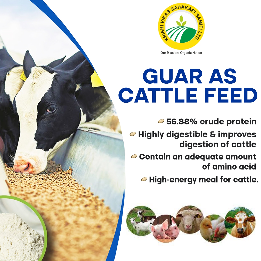 kvssmscs's tweet photo. Ever thought of  versatility of Guar? Let's cluster some of the qualities of cluster beans before you....                     #clusterbean #cattlefeed #guargum #gauseva #greenmanure #foodindustry #helpinghand #kvssl     @AgriGoI @icarindia @Min_FAHD @prasarbharti @DDKisanChannel https://t.co/Q39yKZjQwu