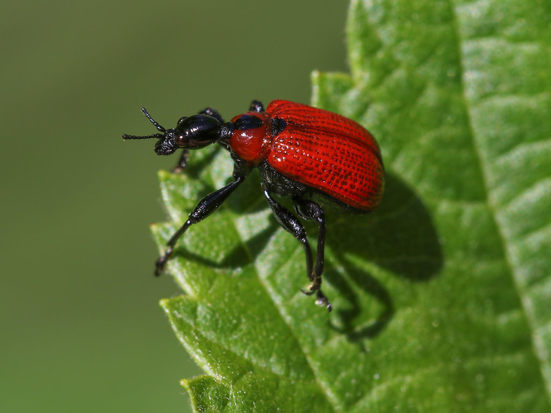 Hazel Leaf-roller Weevil, Apoderus coryli, photographed at Vitmossen Nature Reserve, Svartådalen, Sweden