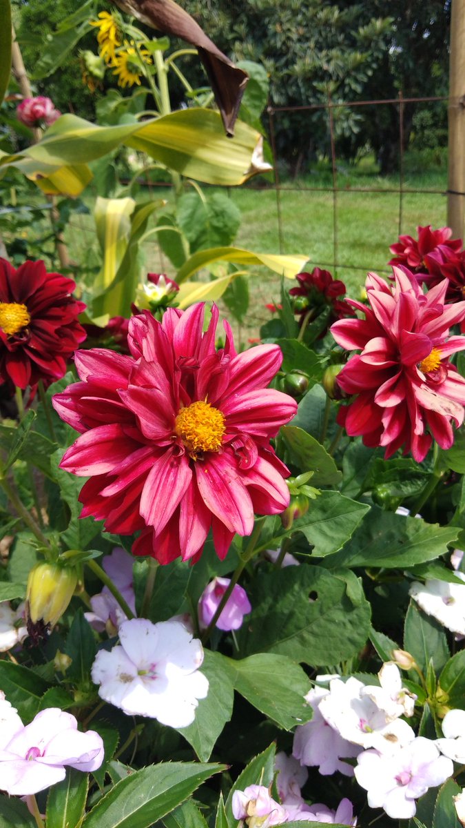 #sopretty
#dahliaflowers