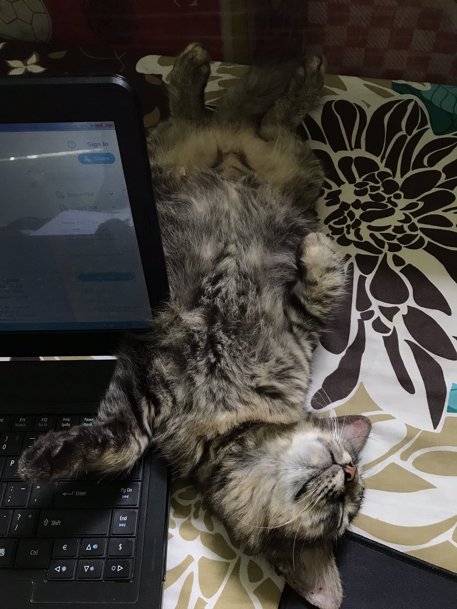 elviarhm's tweet photo. @kochengfs bener bangett. pagi siang sore tura turu, malam-subuh ngereog https://t.co/hRq4fzFryR