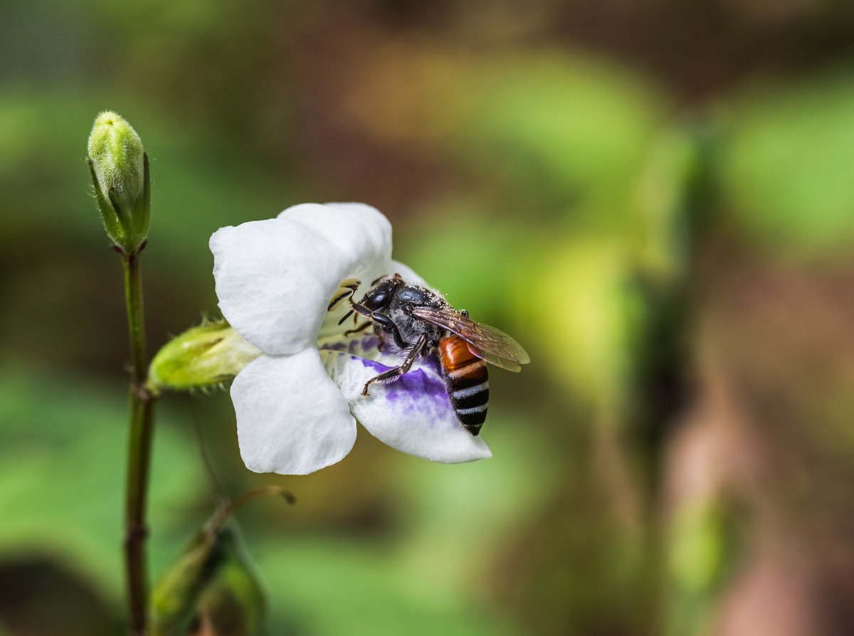 ThisisMyEarth's tweet photo. "We need to move beyond this mindset and appreciate the huge role they play in ecosystems, foodchains, mental health, and even technological innovation.

#TogetherThroughTiME #thisismyearth #TiMEDaily
#research #insects #ecosystems 
[3/5]🔰 https://t.co/u4LtzvJ5Cs
