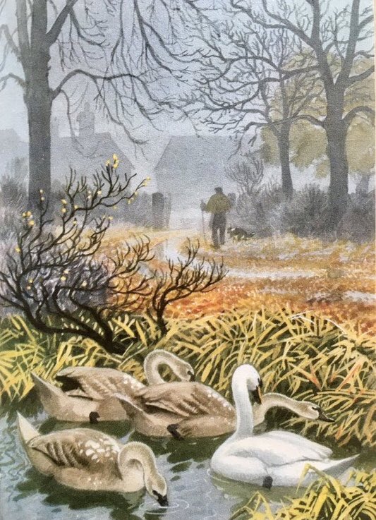 “Autumn, with its heavy rains, has filled the pond to the brim, and has flooded the track to the farm.”

#CFTunnicliffe #ELGrantWatson