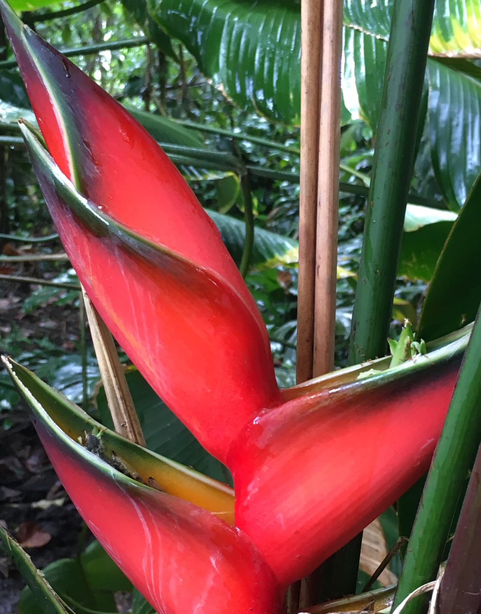 DizzyBigIsland🌋🧷 tweet media