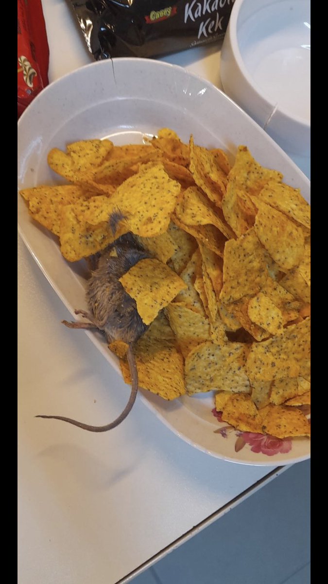 Başıma gelmedi ama yurttaki arkadaşlarımızın başına gelmiş gerçekten şaka mısınız mk kıl tüy neyse de fare orada ne geziyor amk sağlığımızı bu kadar hafife mi alıyorsunuz BİM den alınmış arkadaşlar sizde dikkat edin lütfen hiç bişey bu kadar basite alınmamalı <a href="/BimUrunAktuel/">BimAktuelÜrün</a>