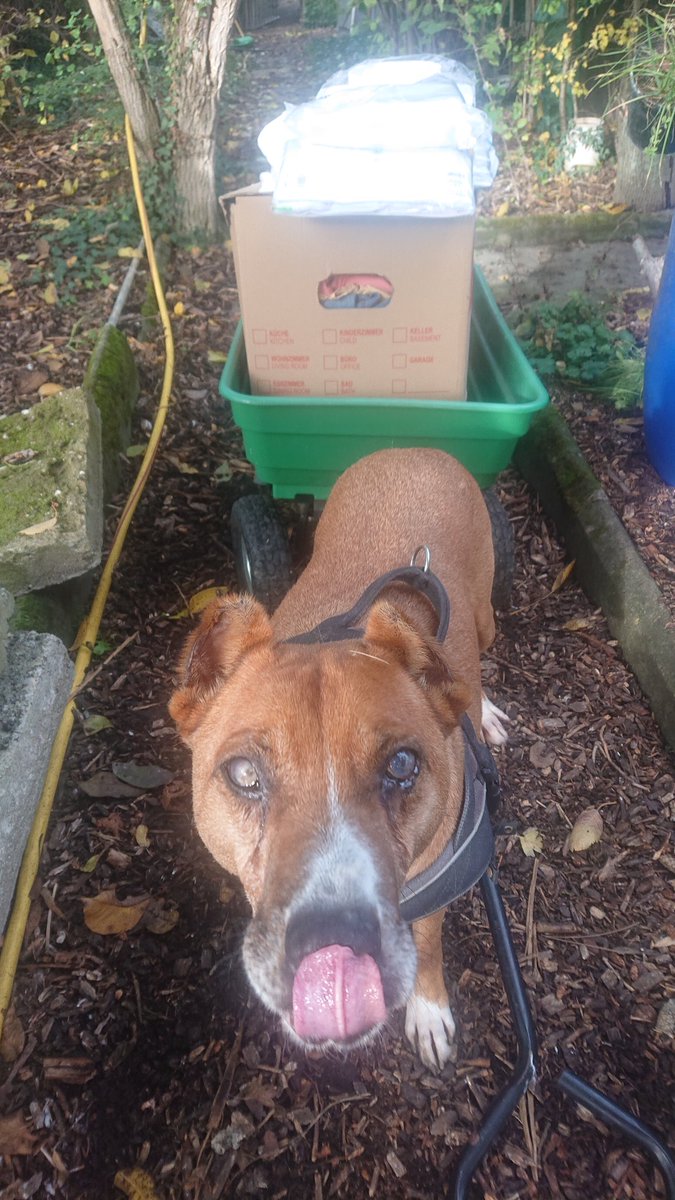 Jetzt habe ich den letzten Wagen reingeschoben ins Lager. Wieder haben wir schöne Sachen - Unterwäsche unsw  für die #Obdachlosen  bekommen, ich hoffe nun von meinem herrschen  Leckerlis zu bekommen 😋 
Schönen Sonntag wünscht euch euer Lord 🐾
MenschundTierhilfe.de