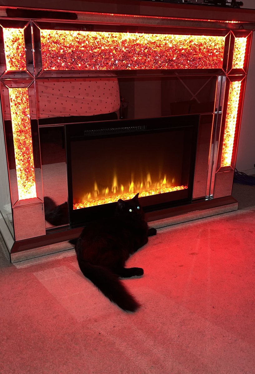 SarahAnn924's tweet photo. @tigersgoroooar Gremlin. Crimes include: scaling the vet, drooling when he purrs too hard, always putting his paws in your face, and being a literal hell demon https://t.co/4fqir605nT