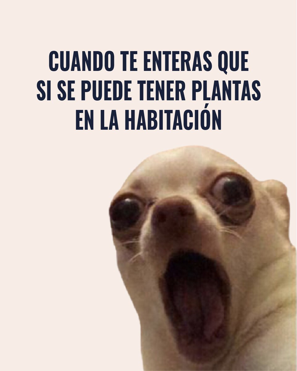 ¡Dormir con plantas Sí es bueno🛏 💤
                  
1. Regeneran el aire. 💦⁠
2. Mejoran el estado de ánimo. 🤗⁠
3. Aportan vida y color a la casa. 🌷

¡Consigue la tuya con envío gratis! 

somosplanetahuerto.com/3AjnJmM