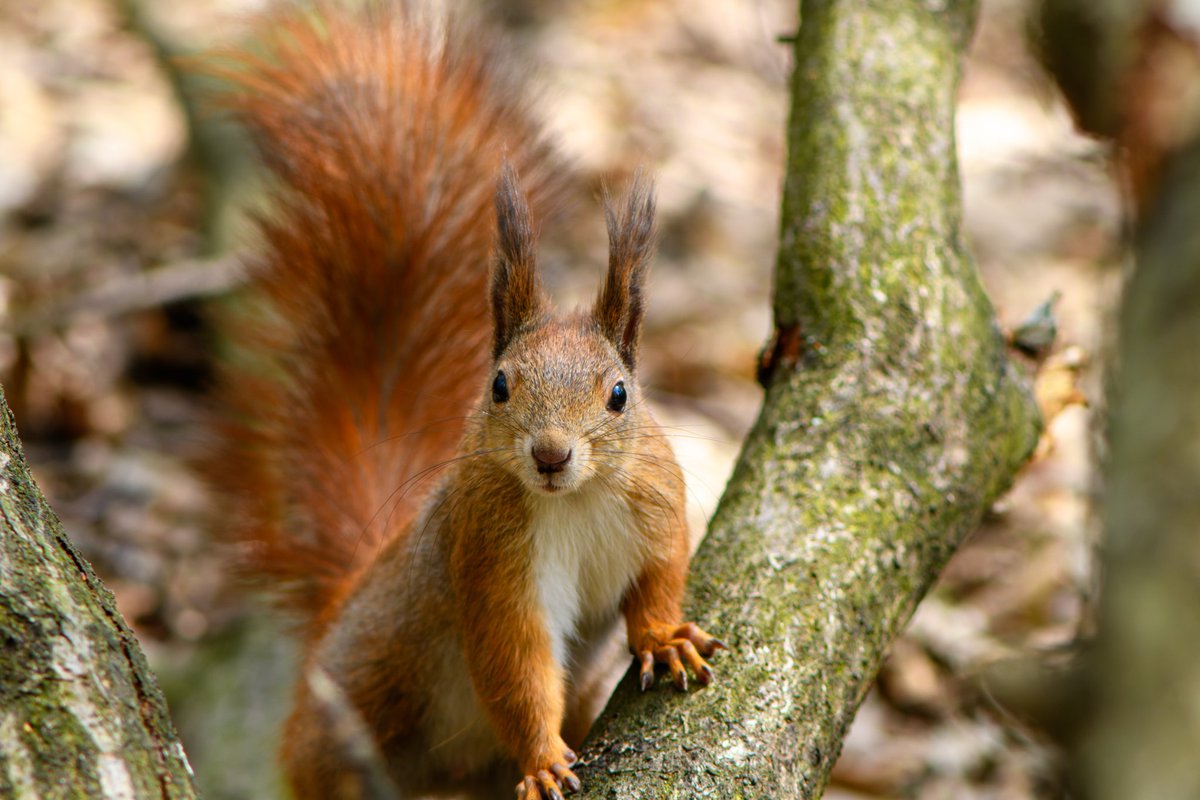 Squirell
---
#mammal #squirrel #spring #red #furry #animal #wild #lviv #forest #dryleaves #red #ground #nature #closeup #animalface #eyes #ukraine #photo #photographer #photography #фото #m_hladchenko #youpic #500px #500pxphotos