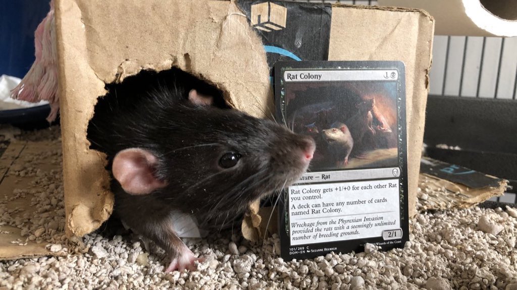 Rats (@legalizerats) on Twitter photo 