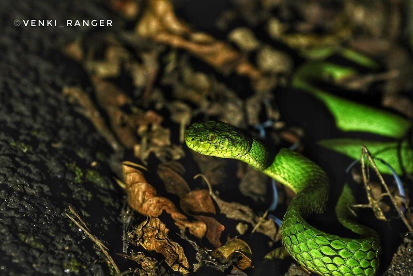 Enchanting ATR, LIFER / Green Pit viper, a Hemotoxic venomous snake 😍 #ThePhotoHour #snakes #Snakesofindia  #NaturePhotography #Britnatureguide