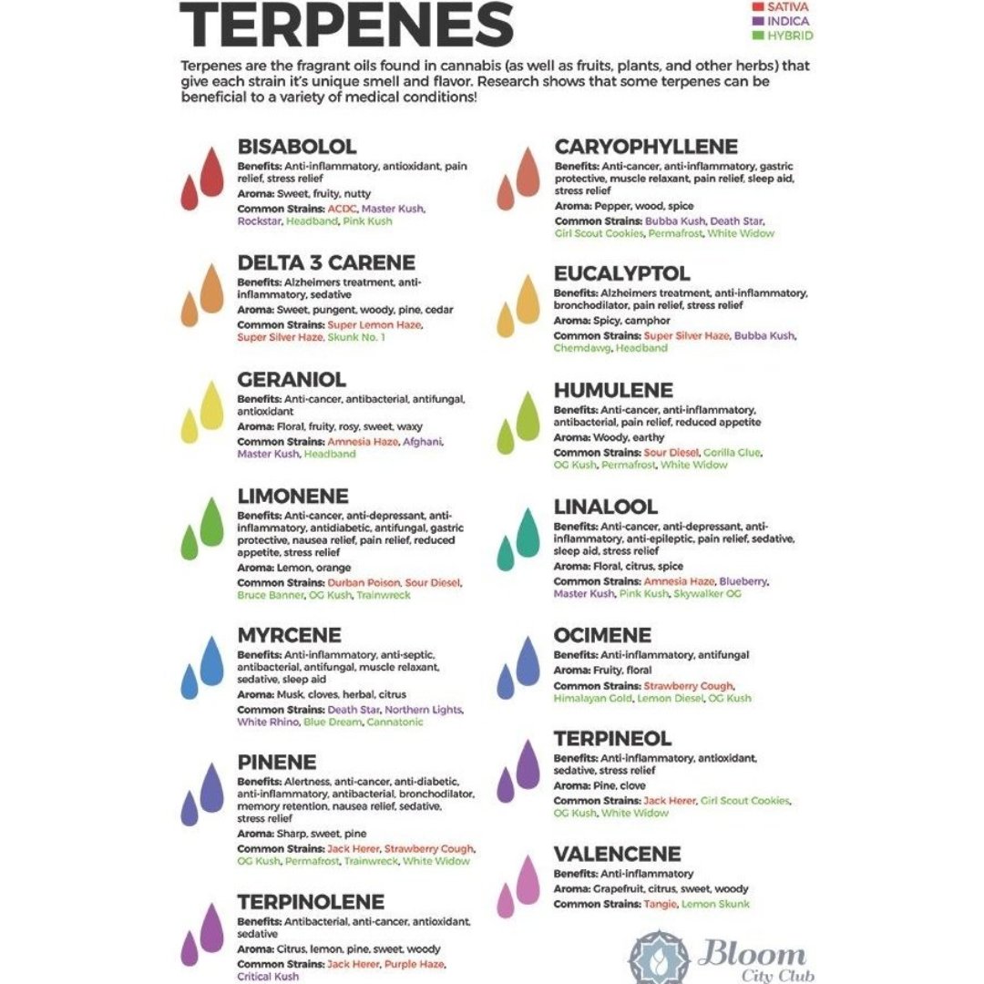 Cannabis Terpenes
Whats your flavour?