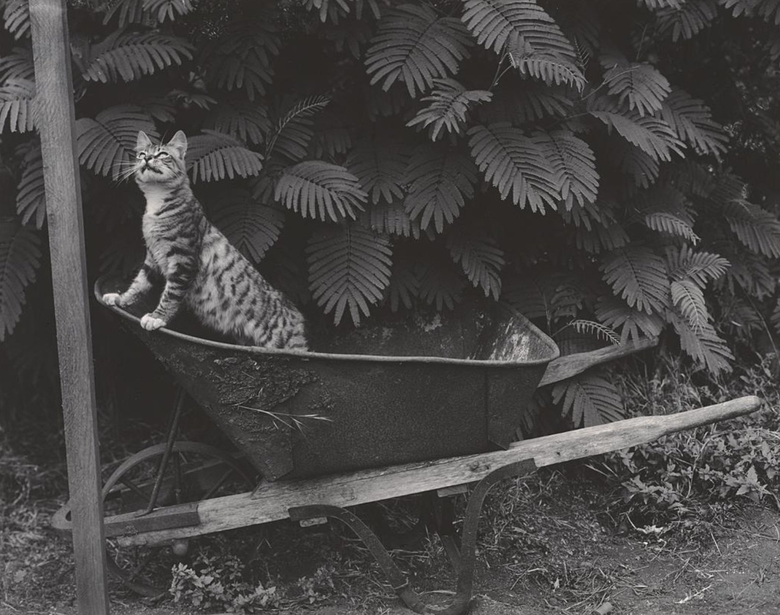Cats Of Yore On Twitter Hank In Wheelbarrow 1945 Https t co cats-of-yore-on-twitter-hank-in-wheelbarrow-1945-https-t-co