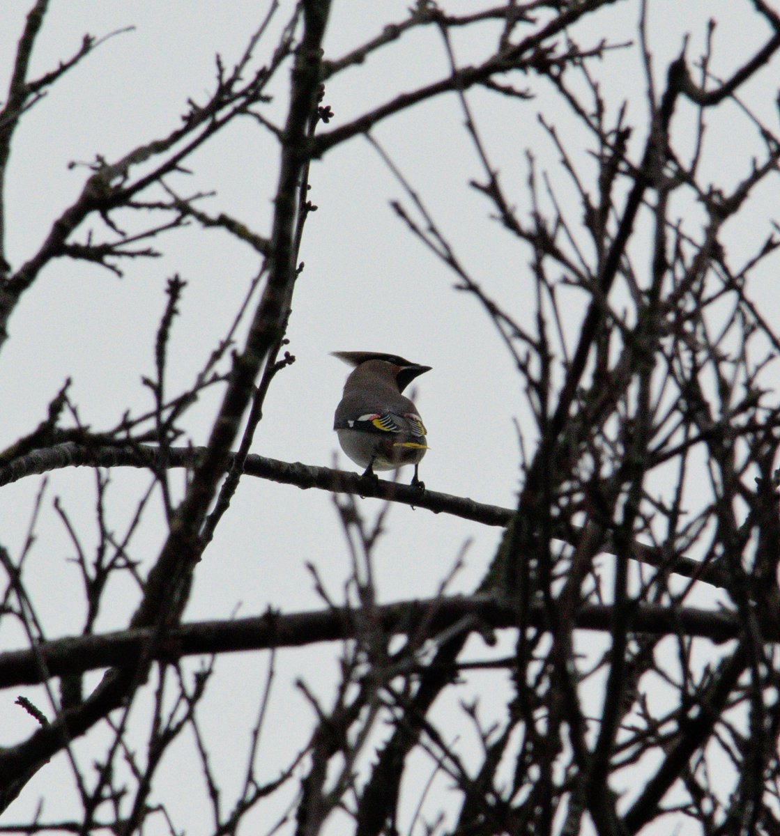 YorksLad5's tweet photo. Returned from the shop to see this sat in a garden tree. Mad rush to get my camera resulting in these poor images. At least 3 nearby(Holmfirth, West Yorks)! #Waxwings #TwitterNatureCommunity #TwitterNaturePhotography #birdphotography #birds #NaturePhotograhpy #nature #gardenbirds https://t.co/aRNsfG1qRB