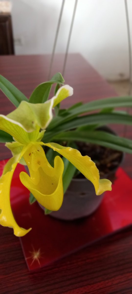 orquibor's tweet photo. Hola. Buen día Domingo. Un abrazo y disfrute de esta hermosa orquídea. Cultivo de Luis Camacho y foto de Ivan Márquez. Orquibor1, Táchira, Venezuela. #orquibor #orquideasdeltachira #orquídeas #ODV #orchidslovers #orquideasbrasil #orchids #naturelovers #plabts #flores #Flowers https://t.co/8lJBnUEgxf