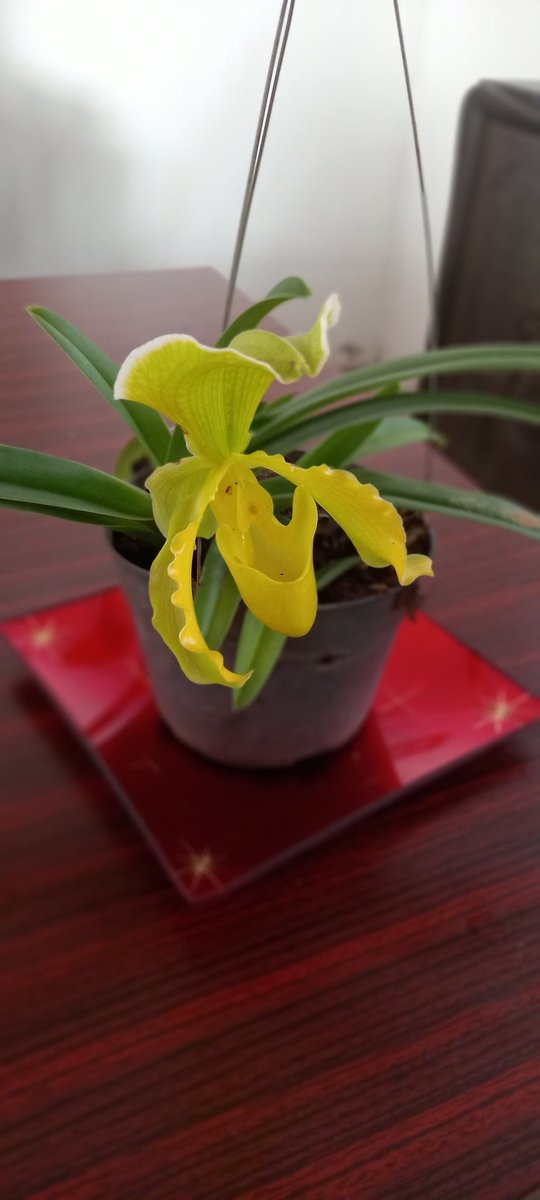 orquibor's tweet photo. Hola. Buen día Domingo. Un abrazo y disfrute de esta hermosa orquídea. Cultivo de Luis Camacho y foto de Ivan Márquez. Orquibor1, Táchira, Venezuela. #orquibor #orquideasdeltachira #orquídeas #ODV #orchidslovers #orquideasbrasil #orchids #naturelovers #plabts #flores #Flowers https://t.co/8lJBnUEgxf