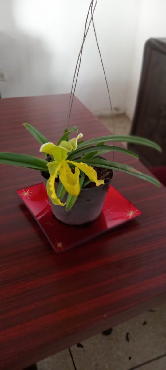 orquibor's tweet photo. Hola. Buen día Domingo. Un abrazo y disfrute de esta hermosa orquídea. Cultivo de Luis Camacho y foto de Ivan Márquez. Orquibor1, Táchira, Venezuela. #orquibor #orquideasdeltachira #orquídeas #ODV #orchidslovers #orquideasbrasil #orchids #naturelovers #plabts #flores #Flowers https://t.co/8lJBnUEgxf
