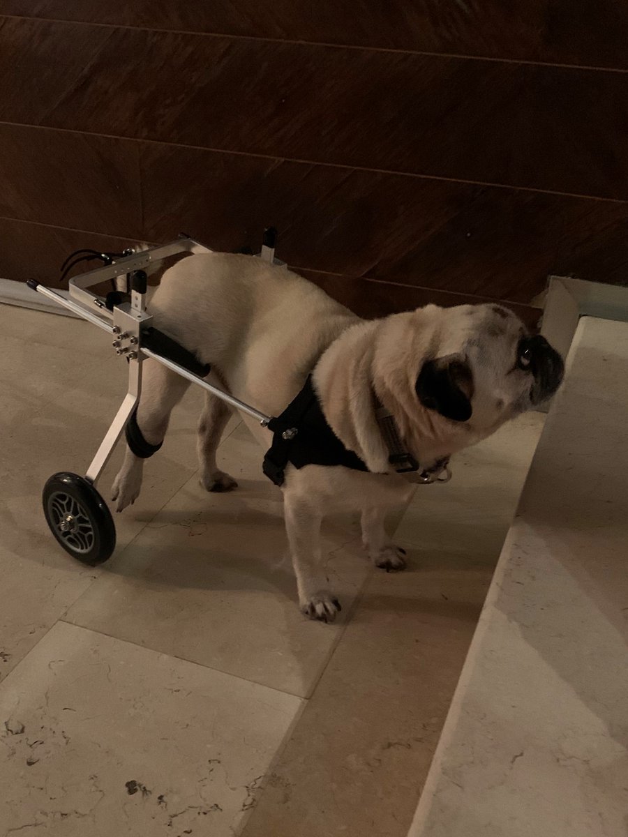 valengimons's tweet photo. Lo más cuchi que verán hoy. https://t.co/EOqaDj0NEI