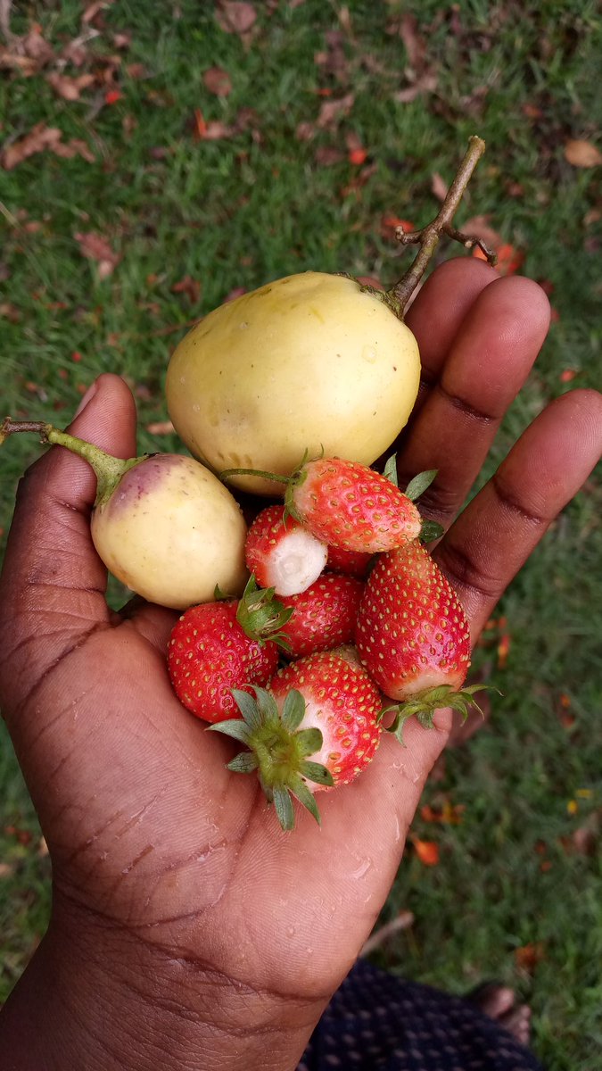 Backyard goodies. 
This is what a walk around my yard provides. Pepino and strawberries
#backyardfarmer
