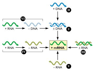 Transcription

Here we will look at the process of turning DNA into messenger RNA.
