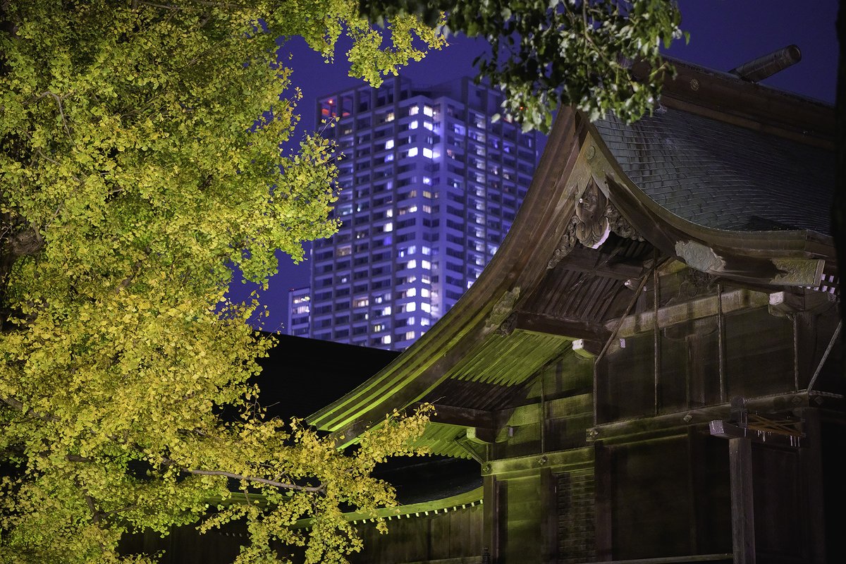 aneku2010's tweet photo. 葛飾八幡宮・千本公孫樹ライトアップ2022
#市川市 https://t.co/9xxem78dwn