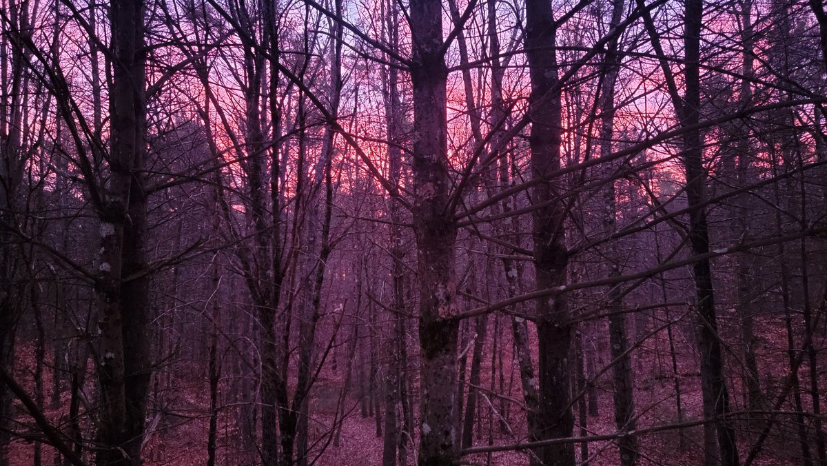 Couldn't get a shot at the buck I saw, but got a pretty sunrise!